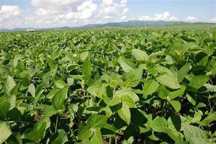 大豆叶面肥的喷施技巧 大豆怎么施肥