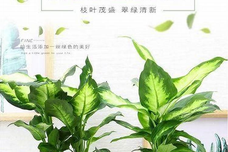 樱桃树花果期需要施肥吗？该如何施肥？