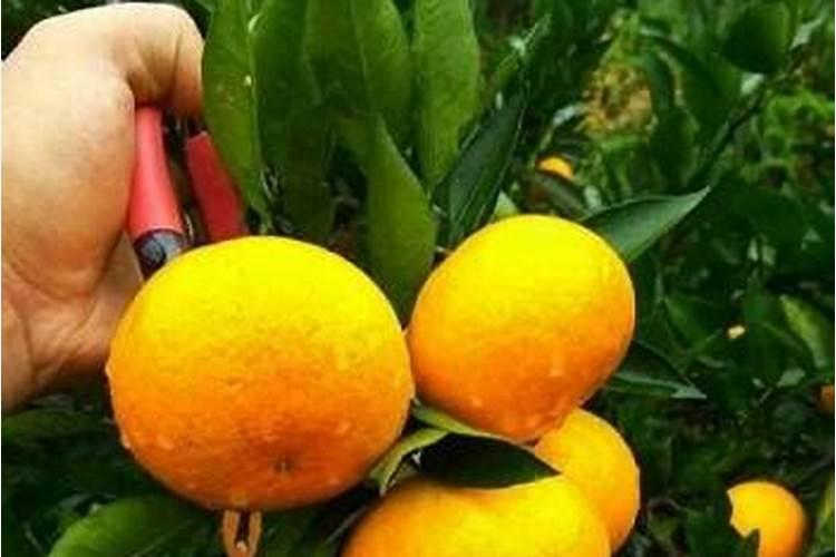 在养殖中,什么肥料能让果实膨大效果最好？
