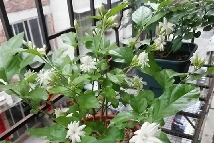 诺邦肥料怎么样