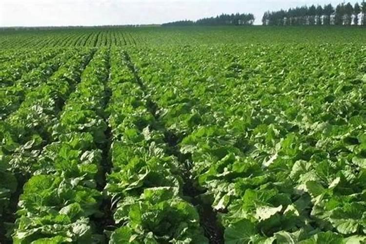 叶菜类蔬菜用什么肥料比较好