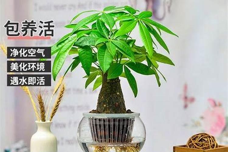 发财树需要用肥料吗,如果需要,应该用什么肥料