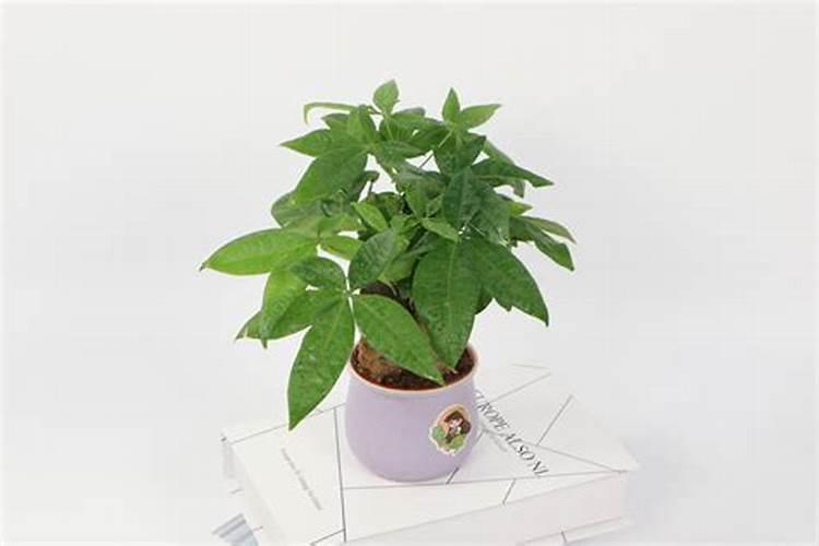 发财树和金钱树可以用一样👓肥料吗？