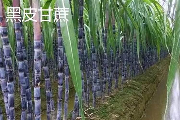 甘蔗九月份要不要施肥