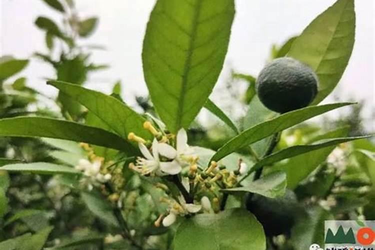 沃柑保花保果最好的方法 沃柑花期如何保花保果