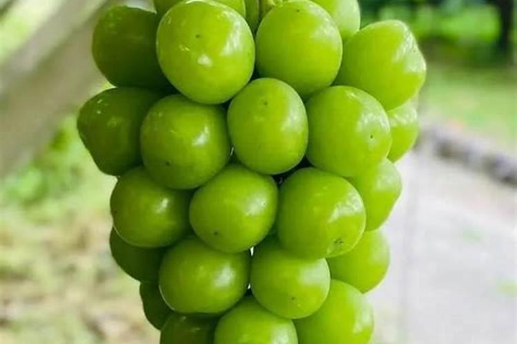 能促进果树花芽分化八九月份施什么肥最好？