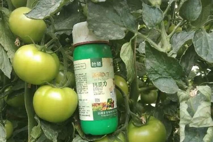 西红柿用什么肥料好