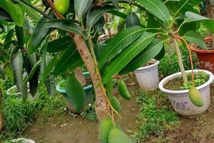 芒果花期用什么肥料好