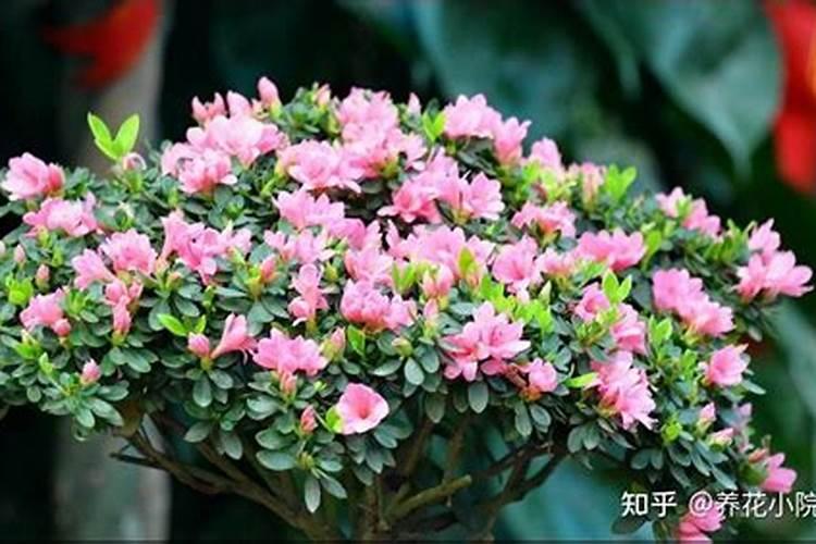 杜鹃花施什么肥才能开花 杜鹃花施哪种肥才能开花