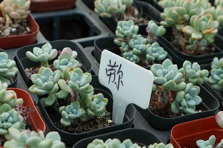 西葫芦不开雄花怎么办？
