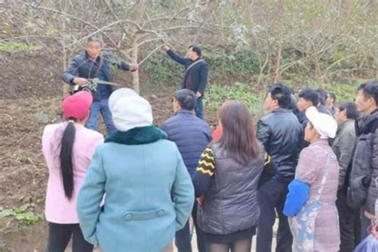 花椒树能冬灌吗？