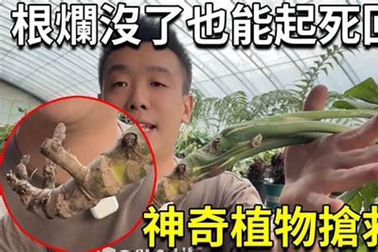 烂根处理的最佳方法(有效处理烂根,让植物重焕生机)