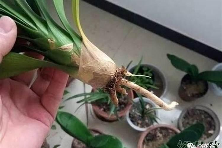 吊兰烂根的土还能用吗