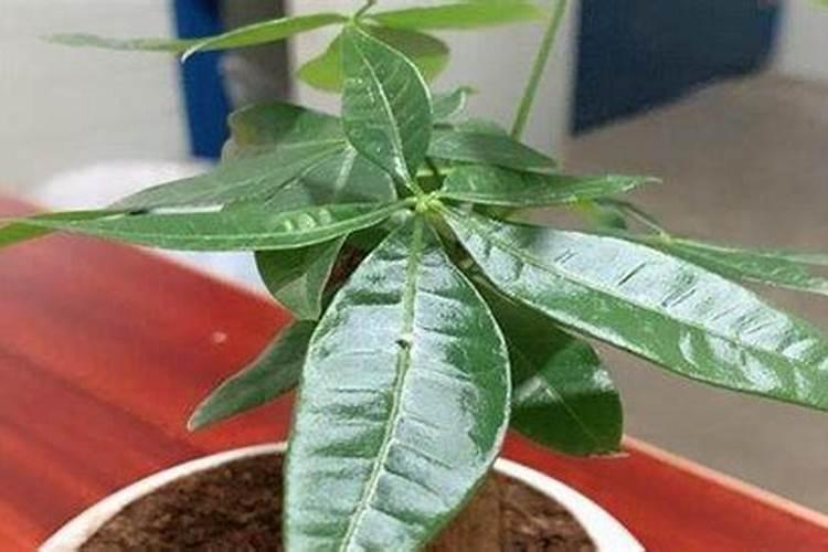 复合肥可以浇发财树吗