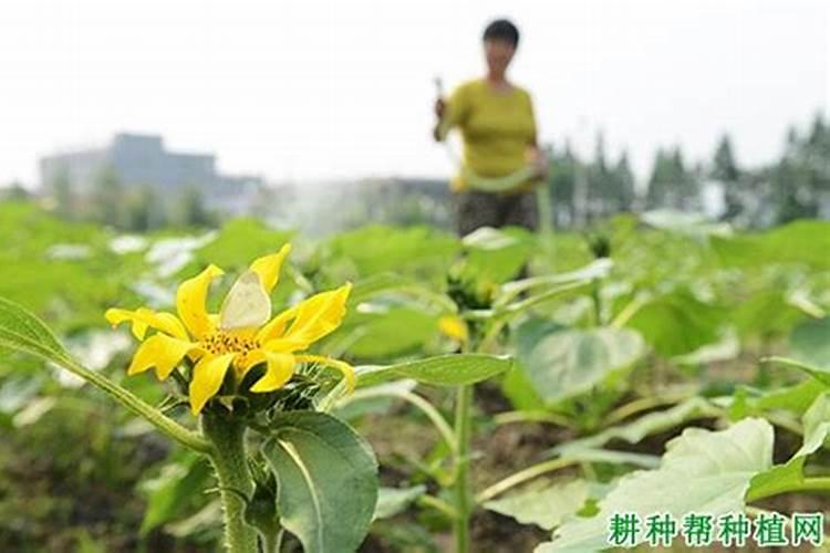 向日葵的最佳施肥时间和方法