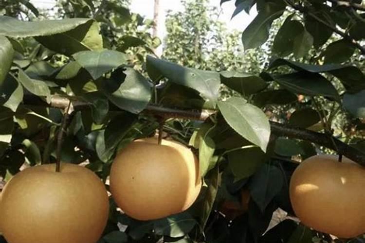 菠萝的施肥技术有哪些？