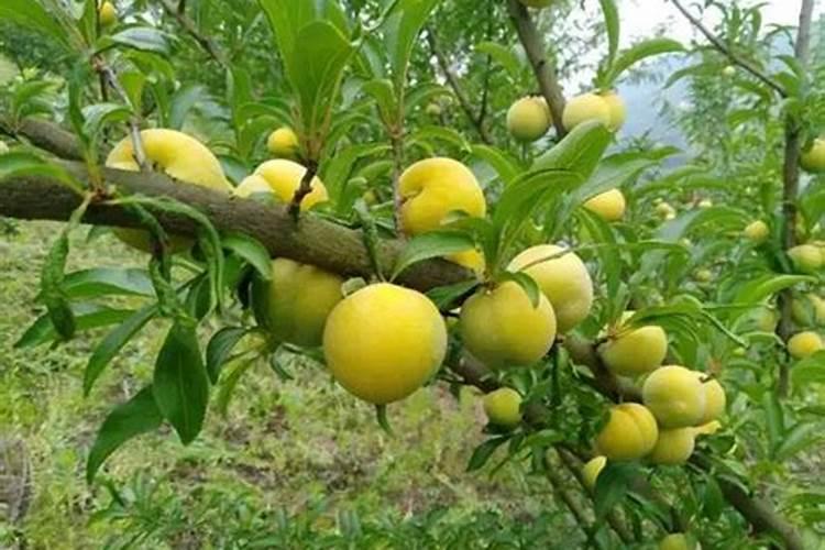 春季李子开花前后的施肥技术