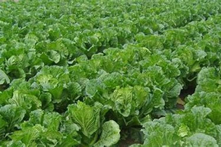 多肉植物施什么肥好？