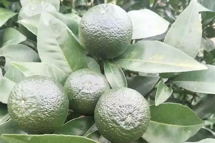 10月份补沃柑氮肥还不要克捏