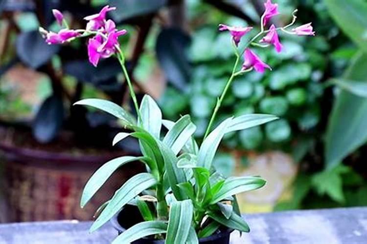 丝瓜大棚种植技术？