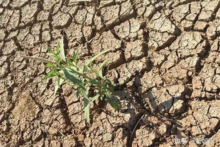铁皮石斛几天浇一次水