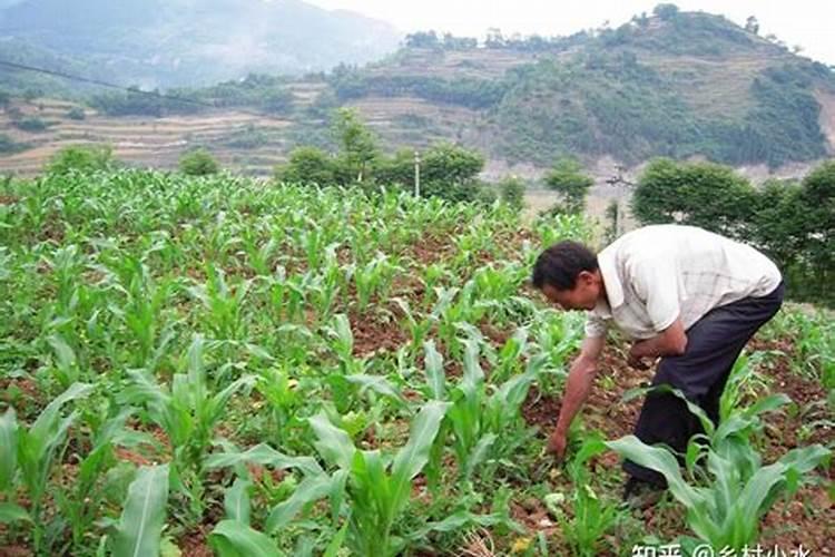 黑豆种子种植在东北种植效果好吗？6月份可以种植吗？