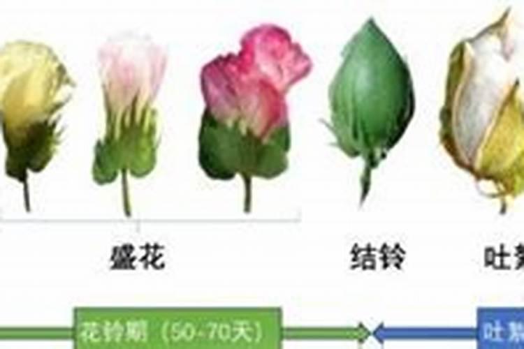 请问请问？新疆棉花基肥施肥是什么肥？