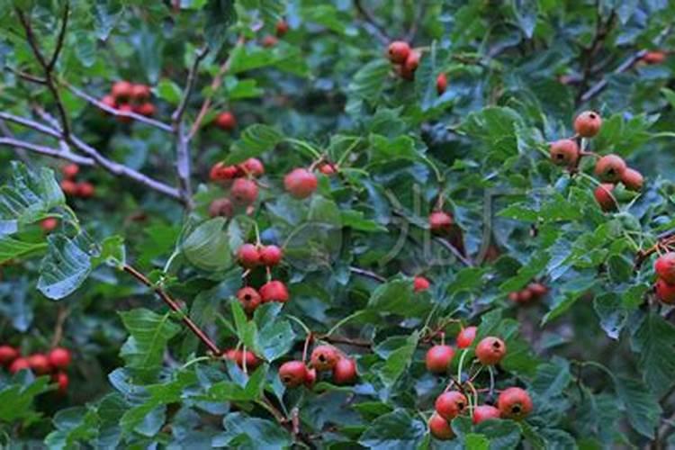 脐橙膨大果实能喷施叶面肥吗？