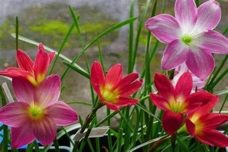 怎么让风雨兰多开花 花后怎么处理