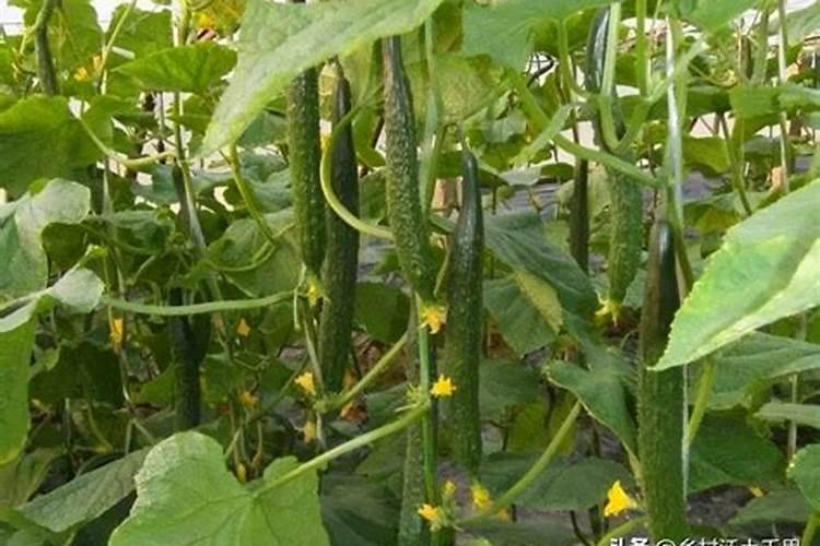 黄瓜怎么施肥才能高产