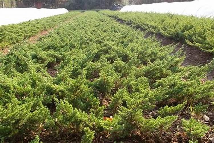 哪些蔬菜补钙效果最好