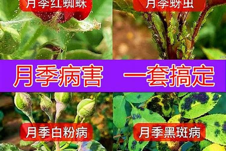 黄叶一喷绿怎么用