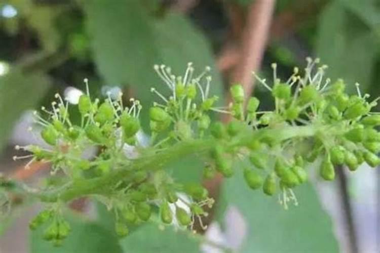 请问专家们,种油菜一次施肥施多少底肥合适