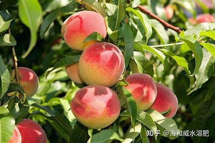 桃树膨果肥最佳时间