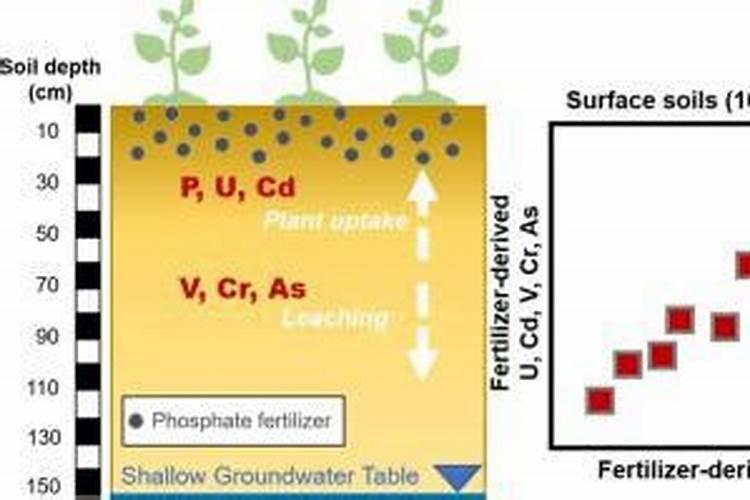 蟹爪兰打花苞怎么浇水施肥