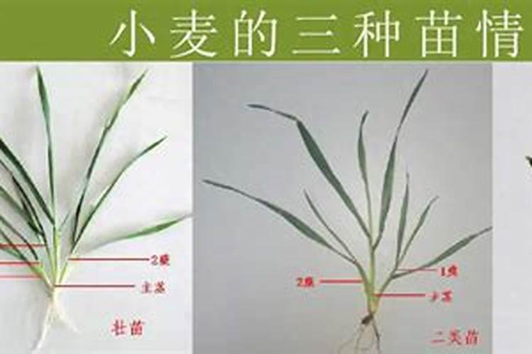 冬小麦苗期如何管理,可以获得高产？