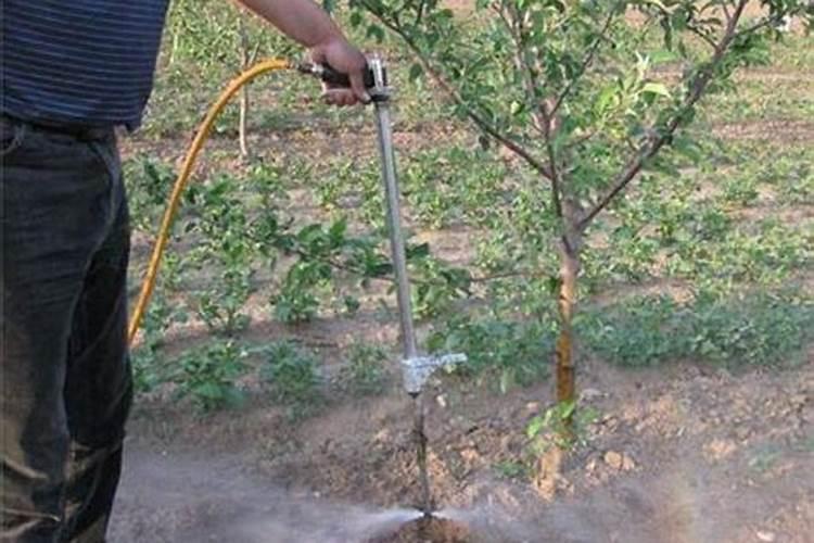 果树保花保果施什么肥料？果树一次冲施多少肥料？果树膨果增甜用金泰靓...