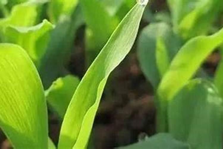 矿泉水瓶自制浇花器