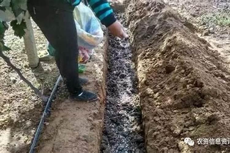 硼肥和钾肥在果树上的施肥规律,究竟是怎样的？