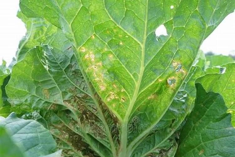 苦瓜怎么掐尖打叉 苦瓜怎么打顶摘心