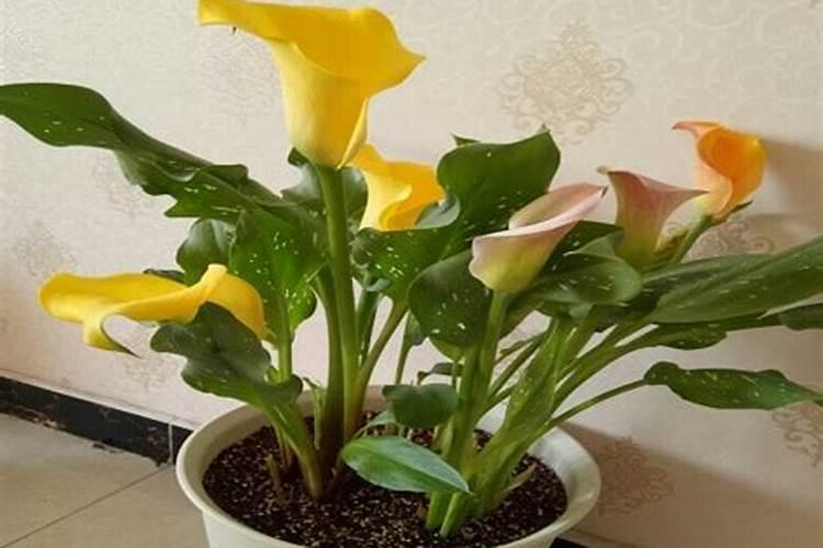 马蹄莲开花后怎么处理