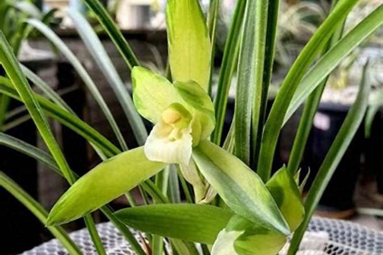 欢能甲壳素海藻精钾是化肥吗