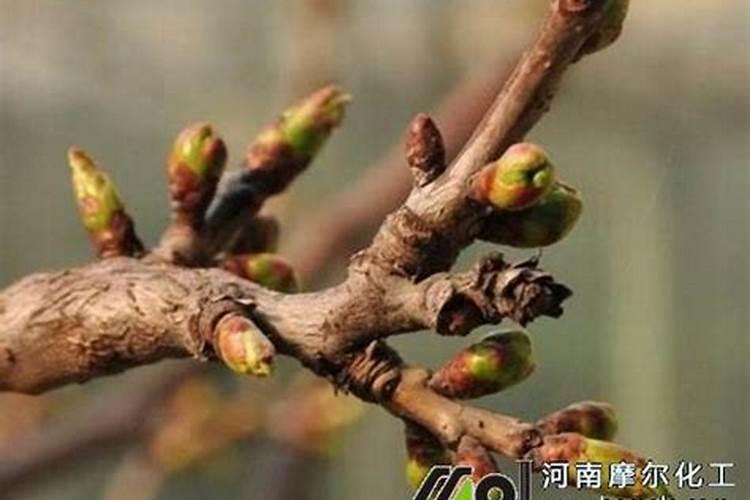 复合肥可以直接撒在土上面吗 复合肥是什么肥料