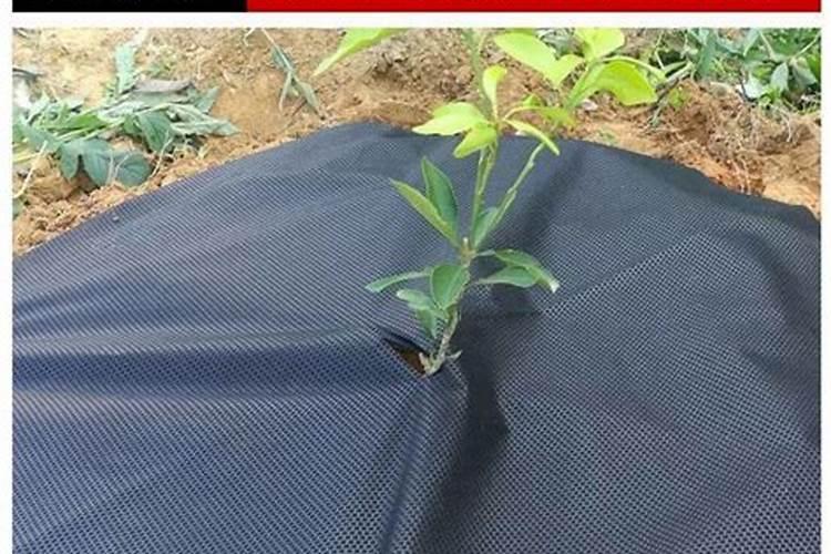 圣女果的种植:用好方法+选对防草布,高质高产并不难