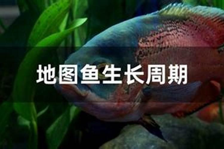 国产硫酸铜与进口硫酸铜区别