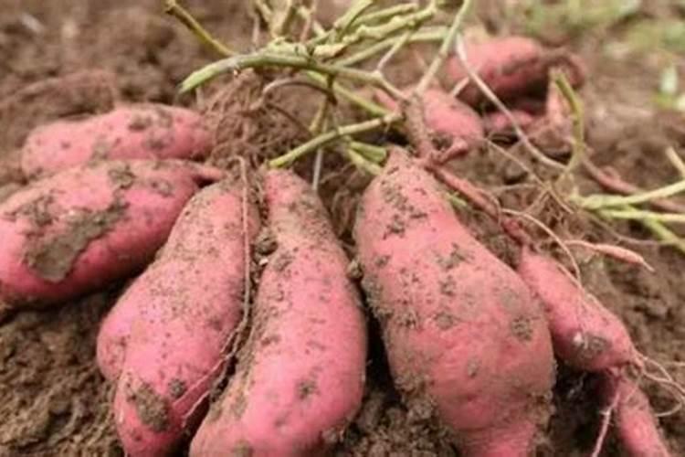 种葛根怎么施肥