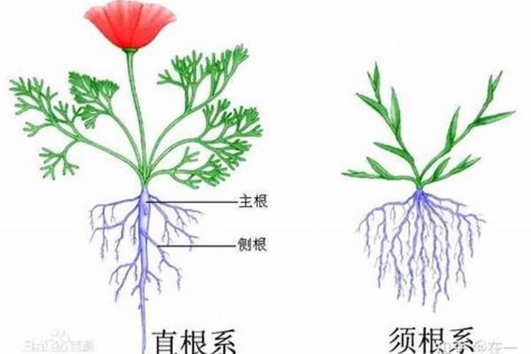 种地瓜时怎么施肥比较好