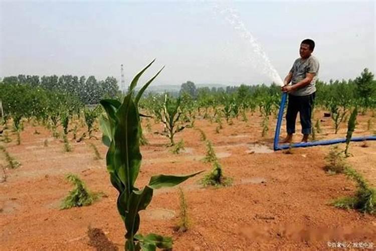 玉米缺钾能不能用磷酸二氢钾