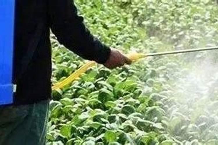 辣椒含有什么营养成分？