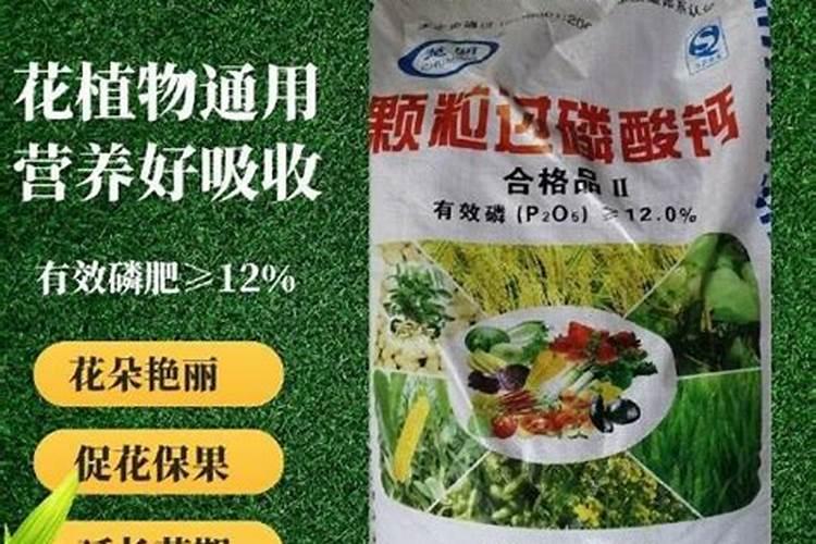 过磷酸钙埋到地里几天见效